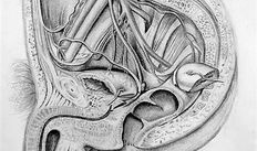 女性人体解剖学视频