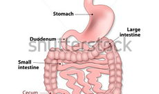 女性人体解剖学视频