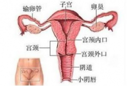 阴部视频,阴部视频揭秘