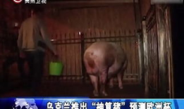 人与动物交配的视频,伦理争议与科学探索