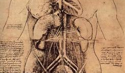 女性人体解剖学视频