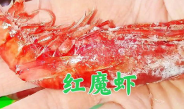 红魔虾,海洋中的红色精灵，探寻其神秘魅力